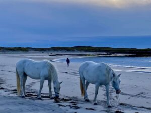 two white horses on a beach sunrise, therapy for dementia